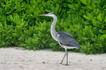 Closeup of beautiful walking heron on white beach near Maafushi Island Maldives