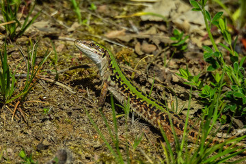 ritratto di Lucertola campestre (Podarcis sicula) sul terreno