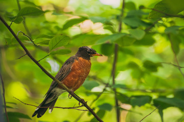 robin in a spicebush with berries