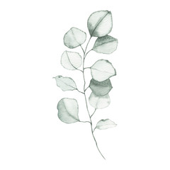 Watercolor eucalyptus dusty green leaf plant herb spring flora