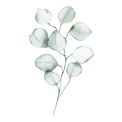 Watercolor eucalyptus dusty green leaf plant herb spring flora