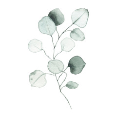 Watercolor eucalyptus dusty green leaf plant herb spring flora © madiwaso
