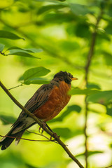 robin in a spicebush with berries