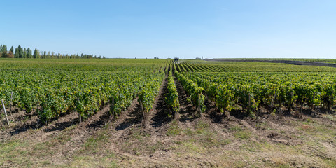 Fototapeta na wymiar Chateau vineyard in Medoc Margaux in Bordeaux, France