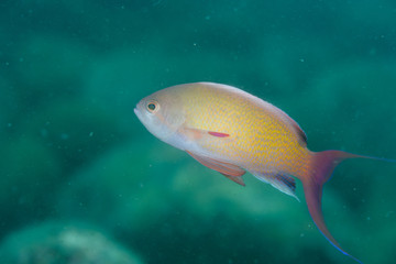 Naklejka premium キンギョハナダイ