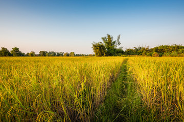 Fresh rice paddy in field