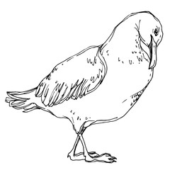 Vector Sky bird seagull in a wildlife. Black and white engraved ink art. Isolated seagull illustration element.