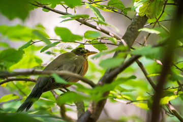 robin in a spicebush with berries