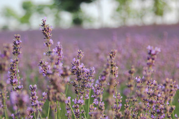 landscape lavender field