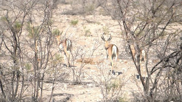 Antelopes walk in the desert. South Africa, Namibia, slow motion