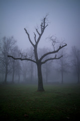 Fototapeta na wymiar Dramatic dark trees with branches on the foggy scary day, scary and halloween concept