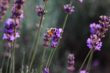 landscape lavender field 