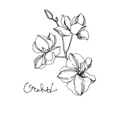 Vector Orchid floral botanical flowers. Black and white engraved ink art. Isolated orchids illustration element.