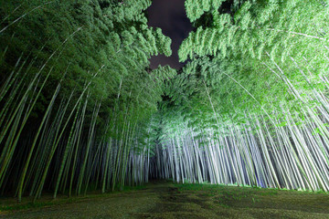 若竹の杜 若山農場　竹林ライトアップ