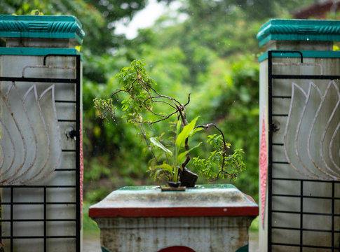 old lantern in the garden (Thulsi Thara)