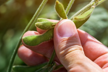 Agronomist examining soybean pod development