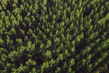 Aerial view of cottonwood populus green forest in summer