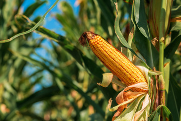 Ear of maize with ripe kernels in cultivated field