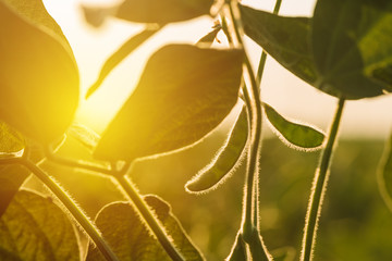 Unripe organic soybean pods