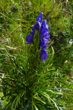 fioritura blu di Aconitum napellus in primo piano