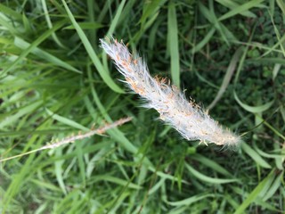 feather on green grass