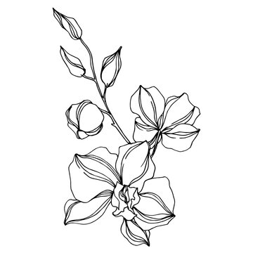 recommend clip art: Vector Orchid floral botanical flowers. Black and white engraved ink art. Isolated orchids illustration element.