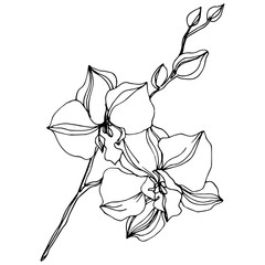 Vector Orchid floral botanical flowers. Black and white engraved ink art. Isolated orchids illustration element.