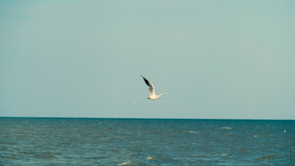 Fototapeta na wymiar Seagull flying over the sea waves.
