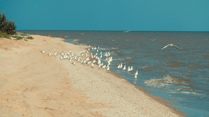 A lot of gulls on the shore. Seagull flying over the sea waves.