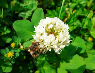 花と蜜蜂（ミツバチ）