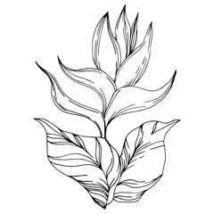 Vector Palm beach tree leaves jungle flowers. Black and white engraved ink art. Isolated flower illustration element.