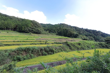 Fototapeta na wymiar Rice terraces in Okayama, japn