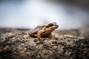 frog on the rock detail