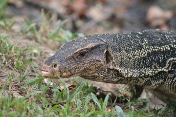 Varano (lizard) in Lumpini park, Bangkok