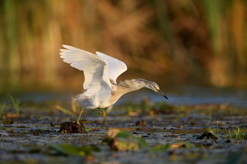 squacco heron (Ardeola ralloides) in the winter plumage filmed in soft morning light. Keeps in its beak caught prey - a large loach. Unusual angle and close-up photo