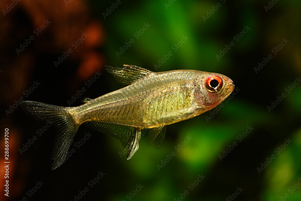 Wall mural lemon tetra in detail in aquarium.