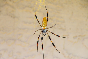 Large Long Leg Florida Spider Close-up Center