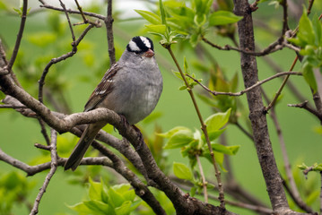 White Crowned Sparrow