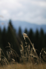 Źdźbła trawy, Gubałówka © Paulina