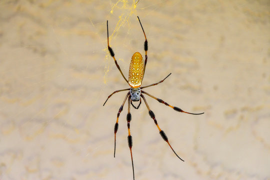 Large Long Leg Florida Spider Close-up Center