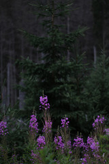 Górski krajobraz, fioletowe kwiaty © Paulina