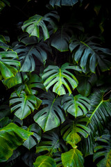 Green leaves of Monstera philodendron, plant growing in botanical garden, tropical forest plants, evergreen vines abstract background. - obrazy, fototapety, plakaty