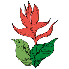 Vector Palm beach tree leaves jungle flowers. Black and white engraved ink art. Isolated flower illustration element.