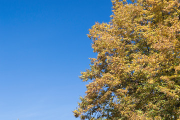 Fototapeta na wymiar Blue sky and yellow leaves