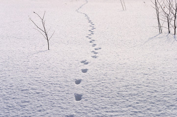 Footprints in deep snow