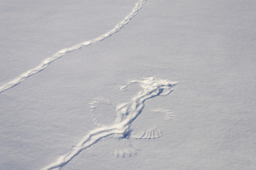Animal traces on snow