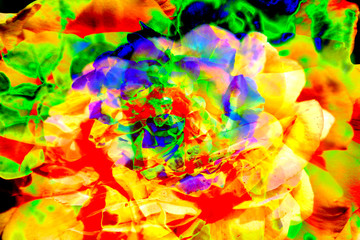 Bunte Farbfläche, Rose abstrakt, Deutschland