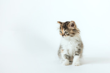  little tricolor scottish kitten sitting on a white background