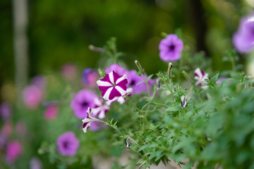 Beautiful colorful blooming Petunia flowers (Petunia hybrida) with purple and white striped petals. Summer flower landscape, fresh wallpaper and nature background concept