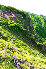 제주에 있는 한라산의 풍경이다.